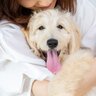 犬がもっと幸せになる『暮らしのヒント』7つ　充実した生涯を送ってもらうために飼い主ができること