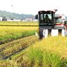 四日市でも稲刈り始まる、コシヒカリなど、猛暑で作業早める農家も