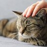 猫の健康サポートにつながる『ツボ』3選！マッサージをする際の注意点も