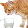 猫が口にしても安全な『飲み物』4選　水以外のものを与えていいのはどんなとき？