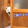 犬がお母さんの代わりに『晩ご飯できた報告』をする光景…可愛すぎる『お知らせの仕方』が25万再生「ガラスに透けてるｗ」「たまらん」と絶賛