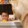 お風呂が大嫌いなはずのハスキー犬が、なぜか駆けつけてきて…『可愛すぎる理由』と微笑ましい光景に「ニコニコしちゃった」「可愛い」の声