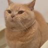 うんちするときは力が入っちゃうみたい……猫のトイレ中『まさかの表情』が可愛すぎると480万再生「ﾌﾝｯ」「気付いたら真似してた」
