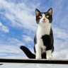 【猫柄】個性豊かな『白黒猫』3つの魅力　白と黒の割合によって性格が違う？
