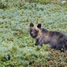 クマ研究者の取材で分かった襲撃3パターン｜意外と少ない登山中の遭遇事故【クマとの共存。vol.2】