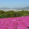 〈葛城市〉鮮やかな芝桜の丘！奈良の穴場絶景スポット『しあわせの森公園』