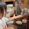 子猫が女の子と『ケージ越し』で遊んだ結果…仲良く『じゃれあう』光景が微笑ましすぎると3万2000再生「いいお友達」「心癒される」