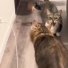 『猫を飼うとどうなるのか？』飼い主が"秘密"を暴露した結果…爆笑の『猫あるある』が314万再生の大反響「その通りｗｗ」「全部幸せｗ」