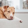 犬が『おもしろくない』と感じているときのサイン２選　愛犬を退屈させないための対策とは？