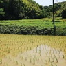 整然と並ぶ緑豊かな稲　横須賀市久村に広がる水田風景