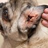 犬が『外耳炎』を発症しやすいのはなぜ？犬種ごとの違いや気になる症状を解説