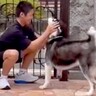 離れて暮らす息子が帰省→相思相愛なハスキー犬と再会したら…愛に溢れた『想定以上の熱烈歓迎』が10万再生「可愛すぎる兄弟」「素敵」と絶賛