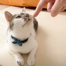 猫のおさわりマップ全部NGだったパパが『リベンジ』した結果…爆笑のリアクションに反響続々「対応が面白すぎるｗ」「必死ｗｗ」