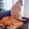 ソファでくつろぐ大型犬→別のワンコが無理やり座り…まるでコントのような『可愛いやり取り』が41万再生「譲る気なしｗ」「どっちも優しい」