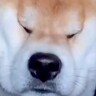 車の後部座席から顔を挟んできた犬→ガチ寝してしまった結果…「マイクラで草」「顔が四角いｗｗ」まさかの光景が可愛すぎると57万再生