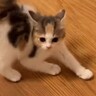小さな体で先輩猫に『やんのか』していた子猫→しばかれまくった結果…まさかの『現在の様子』が107万再生「初めて見たｗ」「クセありすぎｗ」