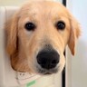 2匹の大型犬を『ドア越しに呼んでみた』結果…想像以上に賢い行動が可愛すぎると70万再生「天才かな？」「名前聞き分けてて凄い」と驚き