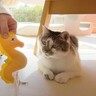 猫の『お気に入りのグッズ』を洗濯したら…まさかの反応に笑いが止まらないと４万再生「大事なものを洗われるの嫌だよねｗ」「声出して笑った」