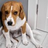 犬が『怖い』と感じるモノ5選　雷の音や掃除機に慣れさせる方法はあるの？