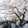 戸塚区・泉区　桜満開に、にぎわい　数日ぶり晴天に笑顔