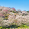 【2025年版】ひと足早く春に出会える岡山県の梅の名所10選