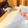 赤ちゃんが泣き出した結果、犬が…愛に溢れた『心配する光景』が優しすぎると36万再生「手伝いたいのかな？」「素敵なお兄ちゃん」と絶賛