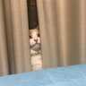 まる見えだよ！隠れているつもりの猫が愛おしすぎる