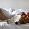 犬が『一緒に寝たい』と思う人の特徴３選　愛犬に安心できる飼い主だと認識してもらうコツとは？