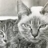 『３匹の猫がうつるモノクロの写真』かと思ったら…思わず唸る『驚きの事実』に「すごい！ただただ驚嘆」「素晴らしい」と2万5000いいね