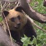 「クマに見られる」体験に、あなたは何を感じるのか。『劇場版