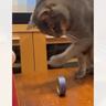 ちょっぴり"運動音痴"な猫→テープを目の前に転がしてみると…想像以上の光景に「可愛すぎるｗｗ」「左手は苦手なようだねｗ」と52万再生