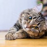 猫にまつわるおもしろい『ことわざ・慣用句』5選　知っているときちょっと楽しい猫知識