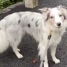 世界一賢いと言われる犬種に『新しい言葉』を教えた結果→予想を超える『驚きの行動』に絶賛「人間より頭いい」「案内するの天才」と46万再生