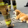 『消防士さんが集まってる』と思ったら、散歩していた犬が…まさかの光景と神対応が50万再生「馴染んでて草」「しれっと混じってるｗ」