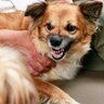 『犬が嫌いな犬』にやってはいけないNG行為3つ　苦手になってしまう理由から改善策まで解説