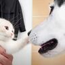 『ハスキー犬に育てられた子猫』は３年が経過すると…成長後の様子が感動的すぎると42万再生「種を超えた絆に感動」「涙が止まらない」