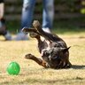 犬が突然『転ぶ』5つの原因　病気の可能性とは？異変を感じたらすぐに病院へ