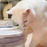 新しい給水器で水を飲もうとした猫…『おかしすぎる飲み方』に思わず困惑「理解してないのかわいい」「ただ者ではない」1万9000再生