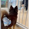 『1ヶ月以上、シェルターで…』100頭近くの仲間を見送ってきた保護犬→1本の連絡があり…『現在の姿』に涙「待ってたんだ」「幸せに」と反響