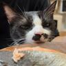 猫が『鮭』をみたときの反応…食べたそうにする様子が面白すぎると3万9000再生を突破「フンフンｗ」「絶妙に癒やされた」の声