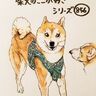 柴犬あるある、驚いたときの表情がアニメっぽくなるとこ