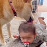 柴犬が暮らす家に『赤ちゃんが生まれた』結果→スクスクと育って…思わず涙がでる『3年後の光景』が98万再生「素敵すぎる」「泣けた」と絶賛