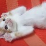 飼い主さんに心を開いた保護赤ちゃん猫→可愛すぎる『万歳ポーズ』に悶絶の声「見事なひっくり返り」「最終奥義だね」と1万3000再生