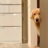『シャワーあびてくるね』お風呂中に大型犬を隠し撮りしてみたら…思った以上に『健気すぎる行動』が64万再生「覗いてるの可愛すぎるｗ」