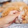 新しく迎えた猫が『うちのコになった！』と感じる嬉しい瞬間4選　家族になった記念すべき第一歩！
