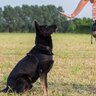『しつけがしづらい』犬種4選　得意・不得意を判断する基準やトレーニングのコツまで