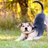 犬の『しっぽの動き』から読み取れる心理4つ　愛犬の気持ちを理解して絆を深めよう