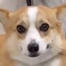 サロンでお手入れ中の退屈そうな犬→飼い主を発見した瞬間…100点満点な『尊すぎる表情』が57万再生「つられて笑顔になった」「可愛すぎ」