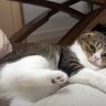 いつもは猫に起こされるママが先に起きたら？　嬉しくて猫たちがハイになりすぎた！