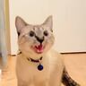 洗い物中、猫を部屋から出したら…見た目からは想像もできない『鳴き声』で文句を言う姿が1408万表示「ヴェーンｗ」「ギャップが可愛い！」